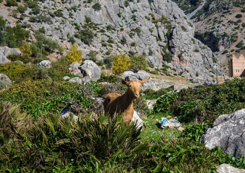 que ver en Chefchaouen