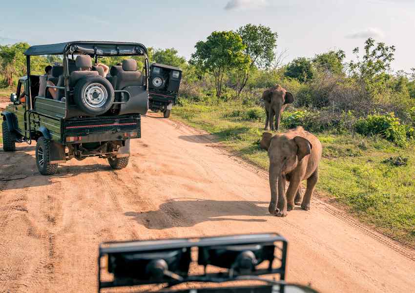 mejores safaris en africa