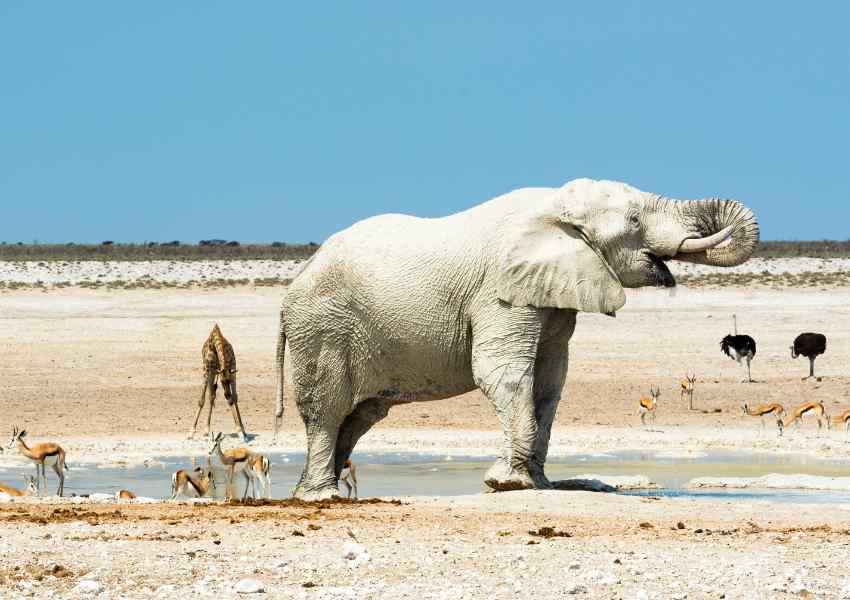 mejores safaris en africa