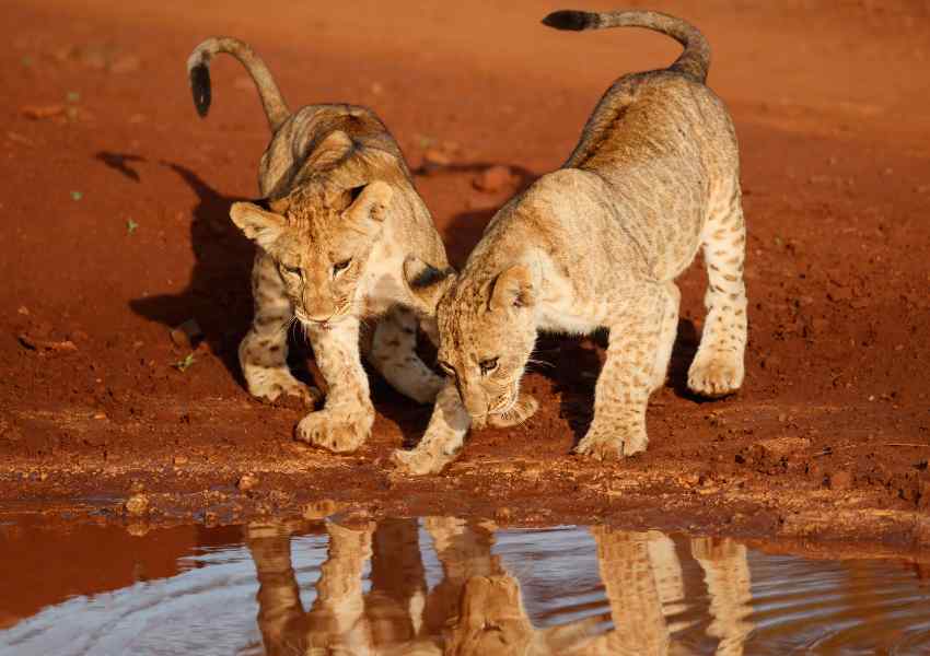 mejores safaris en africa