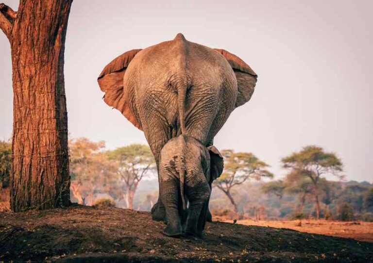 Los mejores safaris en África que merecen estar en tu bucket list