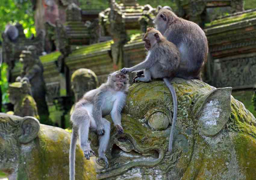 que hacer en Bali Indonesia